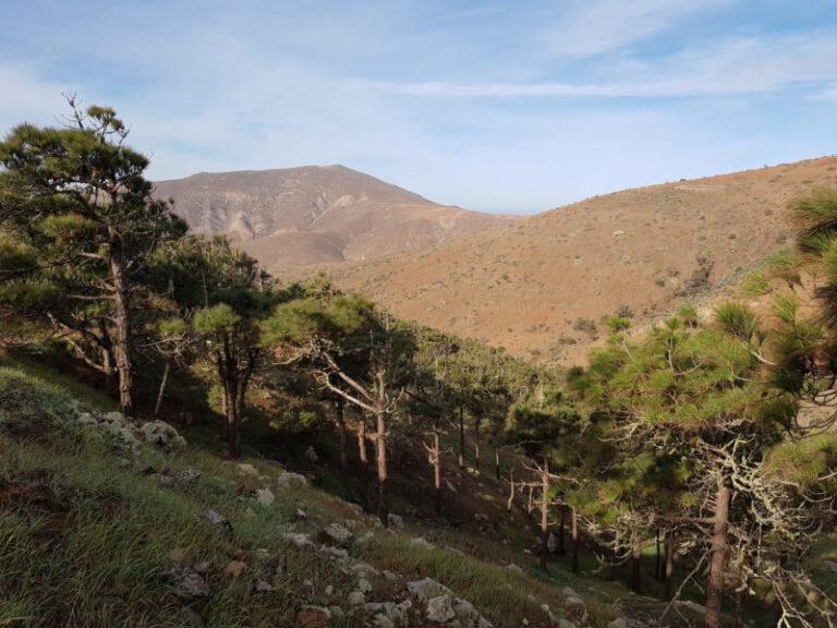 Der Wald von Fuerteventura