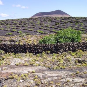 Lanzarote 13
