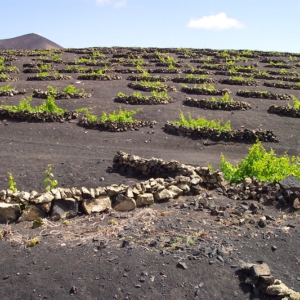 Lanzarote 14