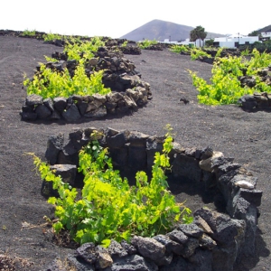 Lanzarote 18