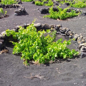 Lanzarote 19