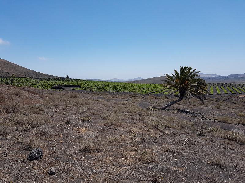 Lanzarote 84